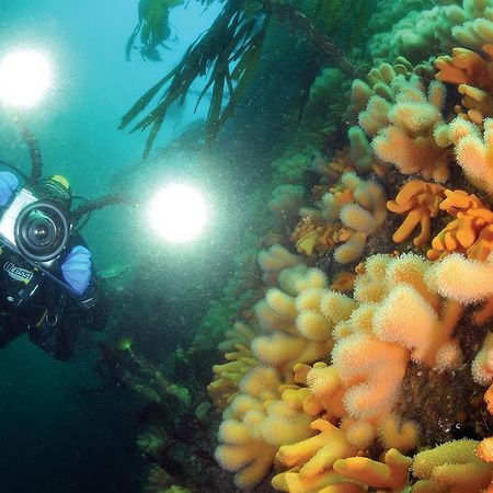 Gulen Dive Resort Dalsøyra Esterno foto
