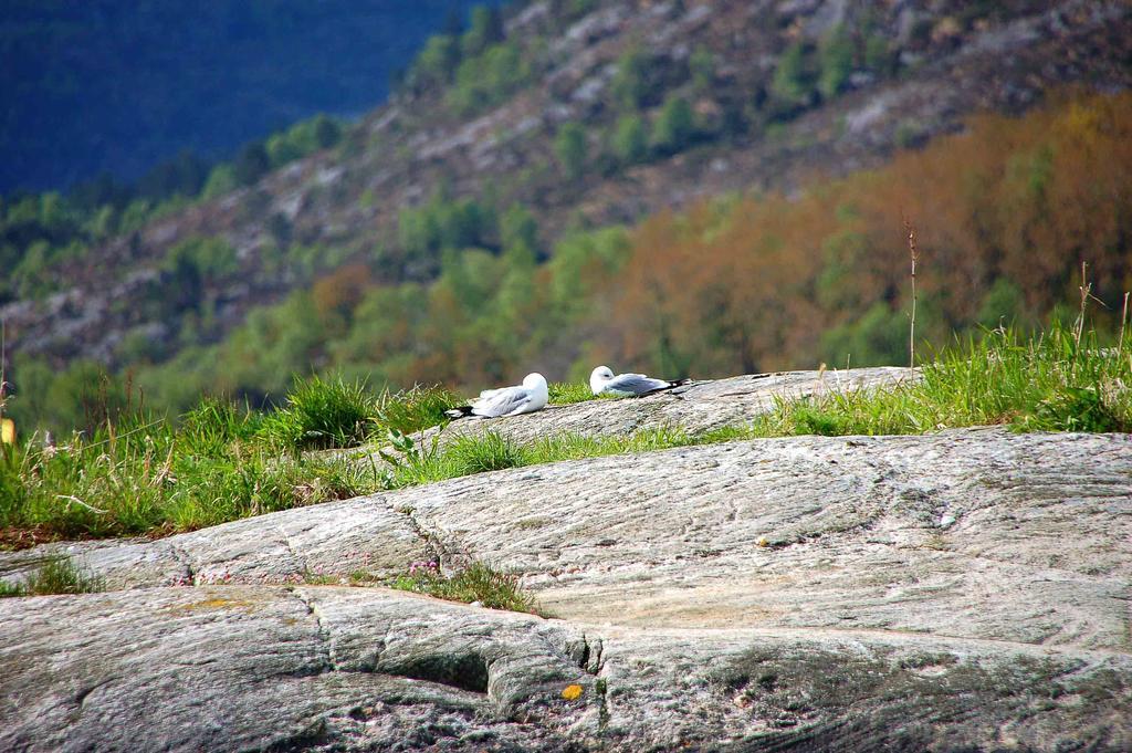 Gulen Dive Resort Dalsøyra Esterno foto
