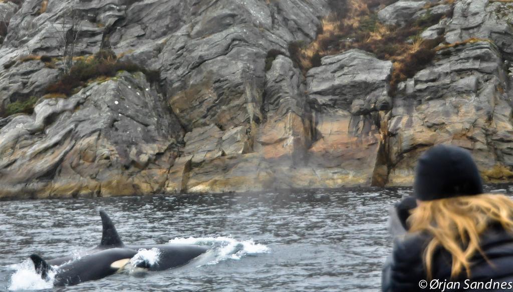 Gulen Dive Resort Dalsøyra Esterno foto