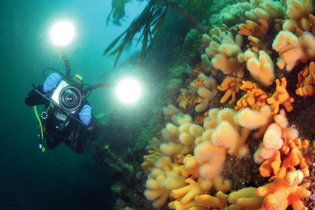 Gulen Dive Resort Dalsøyra Esterno foto